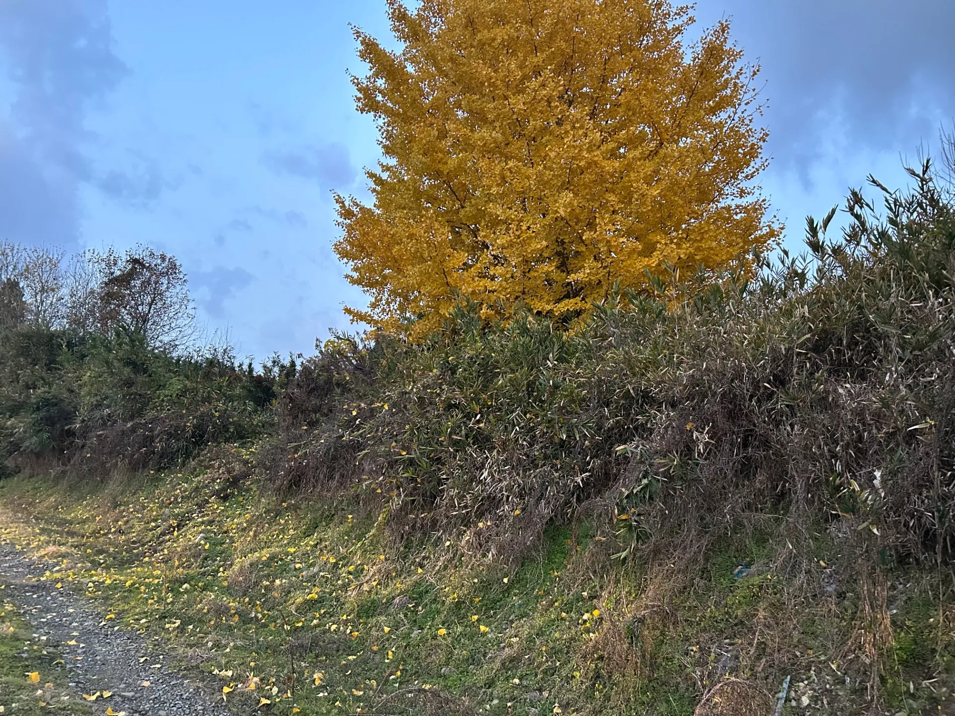滋賀県高島市で草刈の無料見積もりを行っています