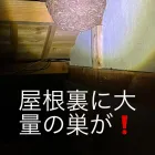 害虫駆除