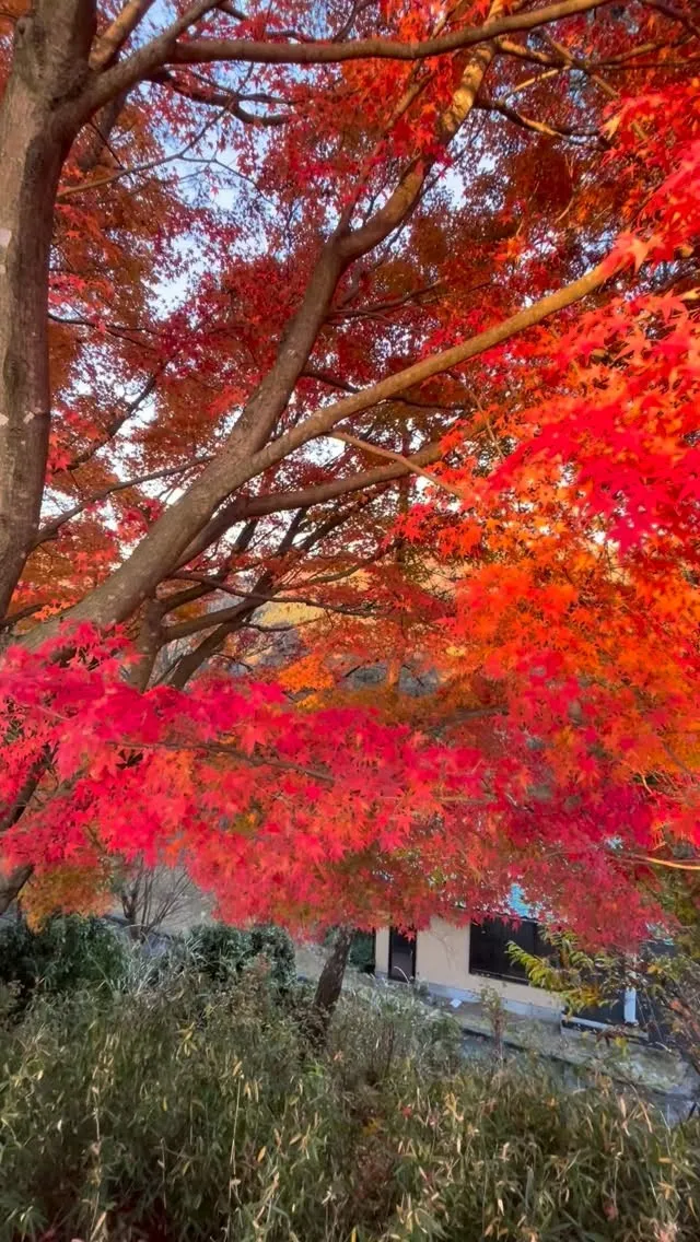 ⛳️ 朽木ゴルフ倶楽部コース管理日誌