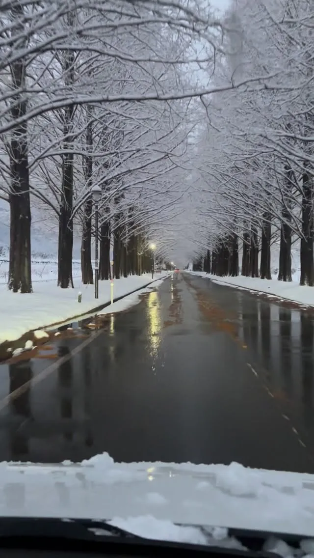 高島市マキノ町　メタセコイア並木　昨日からの冬型の気圧配置で...