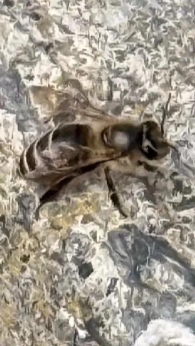 冬の蜜蜂の巣駆除｜解体前の家屋での作業レポート