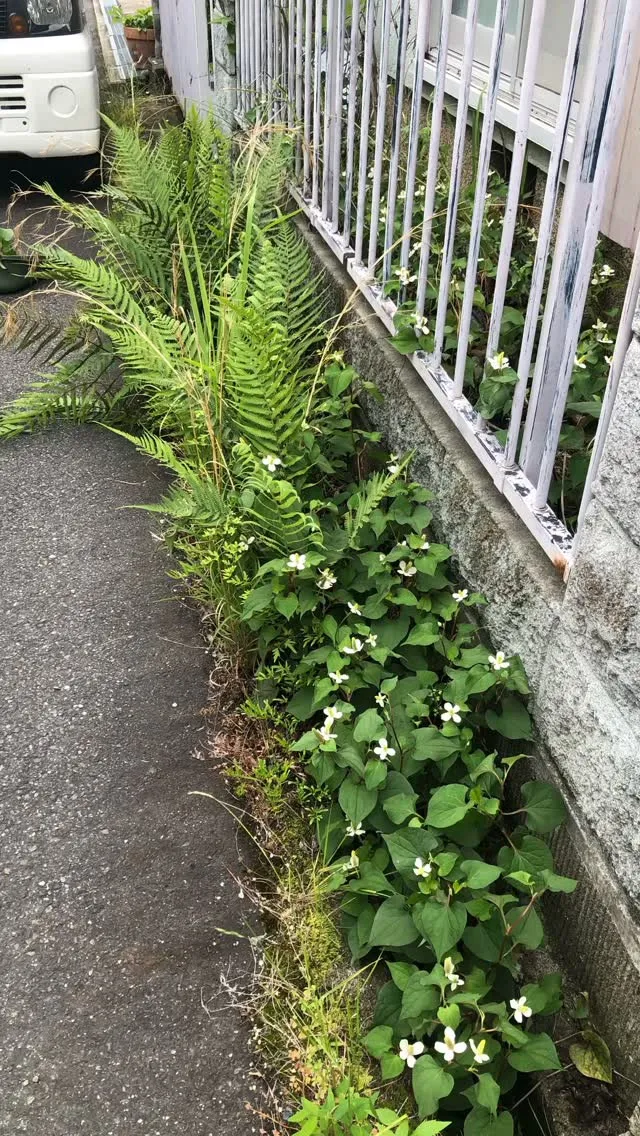 草刈のダブルヘッダー！小浜市終わって大津市へ移動！