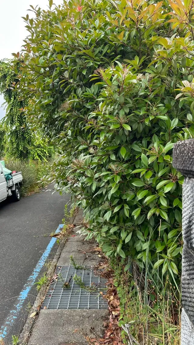 歩道にはみ出した垣根の剪定です！