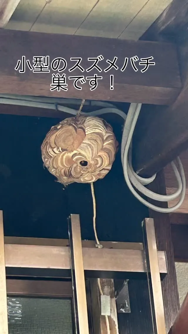 スズメバチ巣の駆除依頼です！