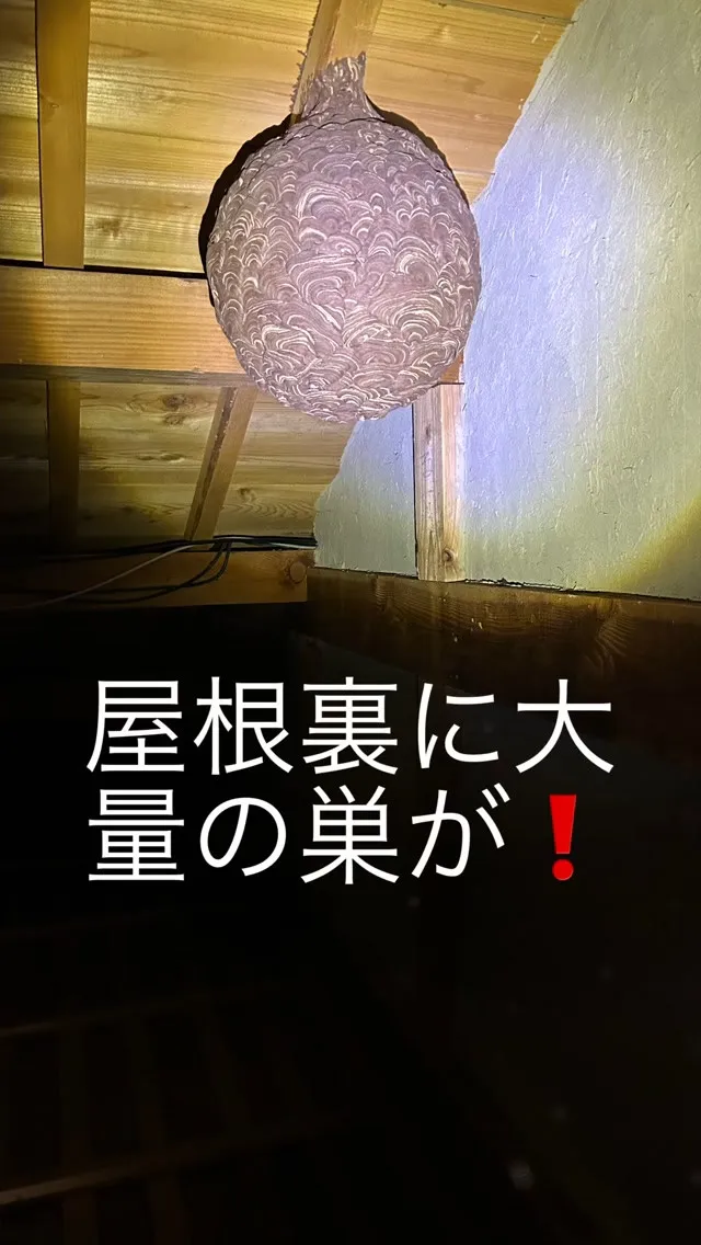 2階天井の穴からスズメバチが部屋へ侵入してくると言う事で、緊...